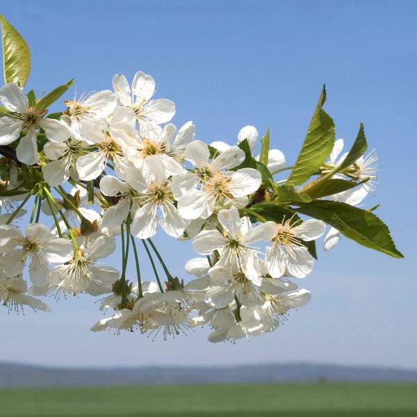 are cherry trees worth money Montmorency Cherry Tree