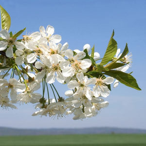 Deciduous foliage of Montmorency Cherry Tree (Prunus cerasus 'Montmorency') in a garden setting.