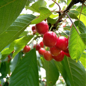 Montmorency Cherry Tree (Prunus cerasus 'Montmorency'), a tree featuring white flowers and deciduous.
