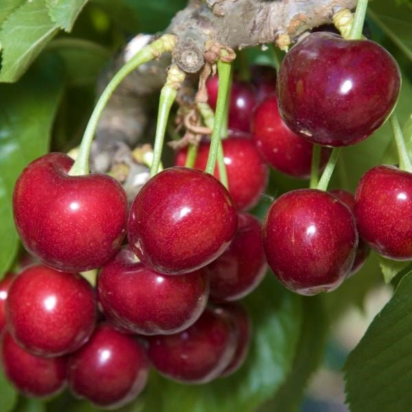 Nature Hills Nursery Sweetheart Cherry Tree
