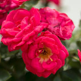 Cherry Sunblaze&reg; Miniature Rose