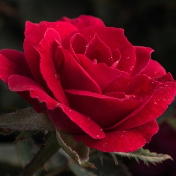 Cherry Sunblaze® Miniature Rose