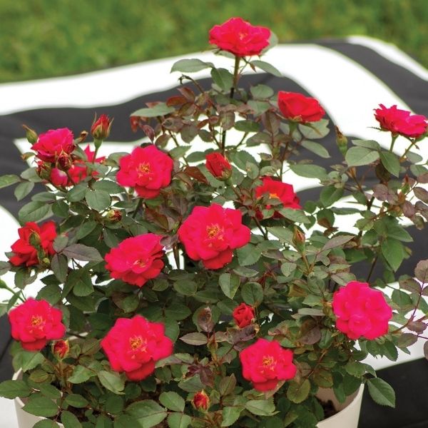 Cherry Sunblaze&reg; Miniature Rose