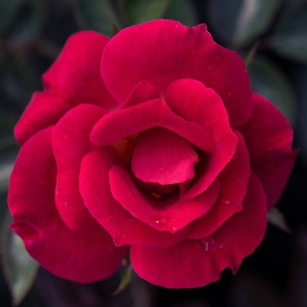 Cherry Sunblaze&reg; Miniature Rose