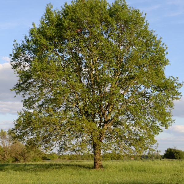 Cherrybark Oak Full Grown