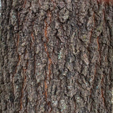 Cherrybark Oak Bark