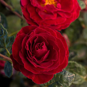 Deciduous foliage of Cherrytini™ Floribunda Rose (Rosa 'Sproflored' PP32,180) in a garden setting.