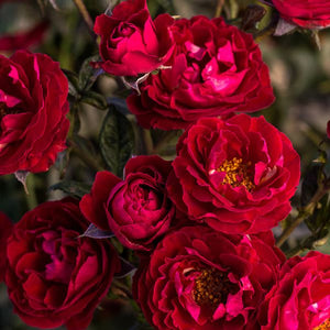 Cherrytini™ Floribunda Rose (Rosa 'Sproflored' PP32,180), a shrub featuring red flowers and deciduous.