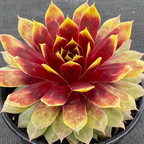 Chick Charms® GIANTS Gold Mine PPAF Hardy Succulent - Perennial - Nature Hills Nursery - 1 Container - 