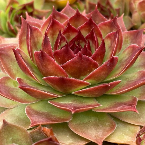 Chick Charms&reg; GIANTS Copper Canyon PPAF Hardy Succulent - Nature Hills Nursery - #1 Container - 