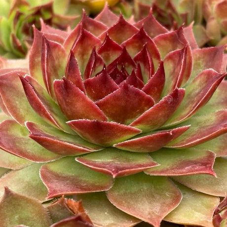 Chick Charms&reg; GIANTS Copper Canyon PPAF Hardy Succulent - Nature Hills Nursery - #1 Container - 