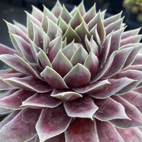 Chick Charms&reg; GIANTS Glacier Blue PPAF Hardy Succulent - Nature Hills Nursery - #1 Container - 