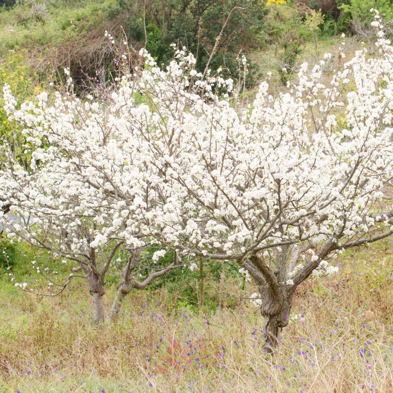 Chickasaw Plum (Prunus angustifolia) foliage and growth habit in the landscape.