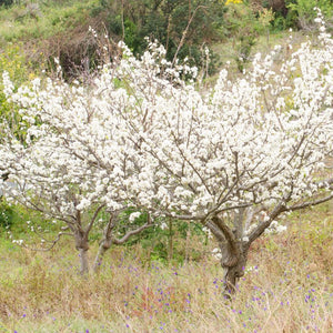 Chickasaw Plum (Prunus angustifolia) foliage and growth habit in the landscape.