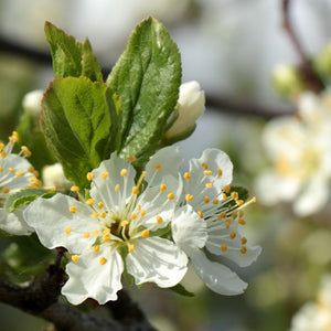 Chickasaw Plum (Prunus angustifolia), a tree featuring white flowers and clumping, dense form.