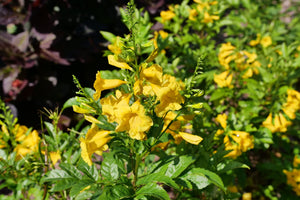 Chicklet Gold Trumpet Bush shrub, front view