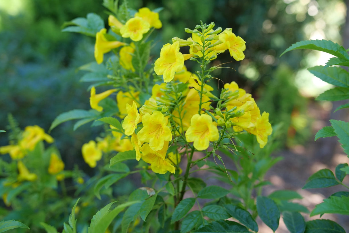 Chicklet Gold Trumpet Bush shrub, side view