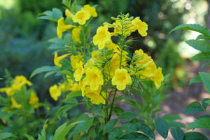 Chicklet Gold Trumpet Bush shrub, side view