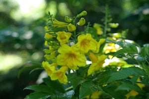 Chicklet Gold Trumpet Bush shrub, detail view