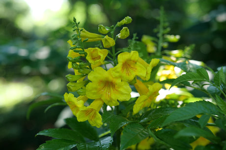 Chicklet Gold Trumpet Bush shrub, detail view