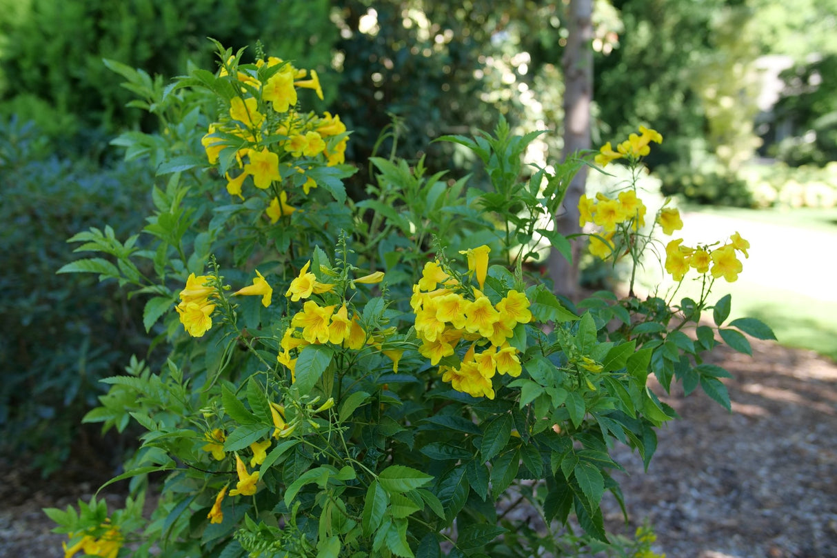 Chicklet Gold Trumpet Bush shrub, close-up