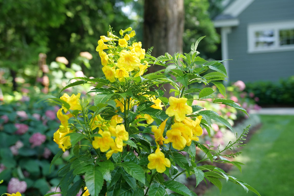 Chicklet Gold Trumpet Bush shrub, garden view