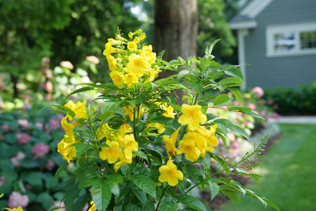 Chicklet Gold Trumpet Bush shrub, garden view