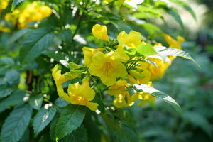 Chicklet Gold Trumpet Bush shrub, foliage detail