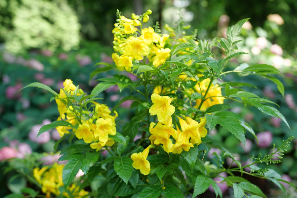 Chicklet Gold Trumpet Bush shrub, bloom detail