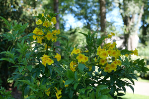Chicklet Gold Trumpet Bush shrub, view 9