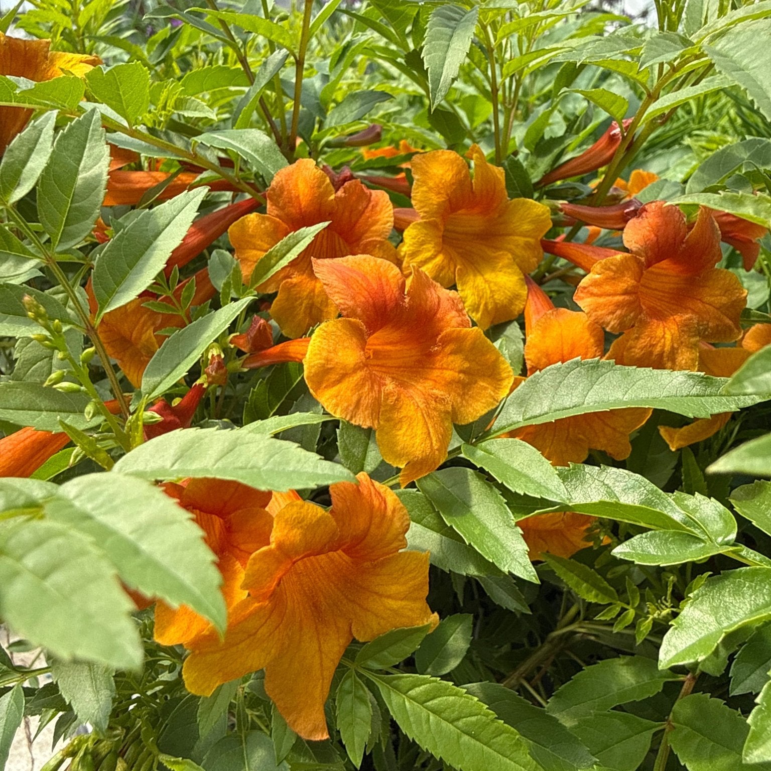 trumpet shaped flower related to the tobacco plant crossword clue #AngelsTrumpet #flower Angel Trumpets are like so many common plants-they are not safe eat. All parts of are #poisonous ! Just dont eat them or use them as a goblet. Angel Trumpets are 10 Flowers That Look Like