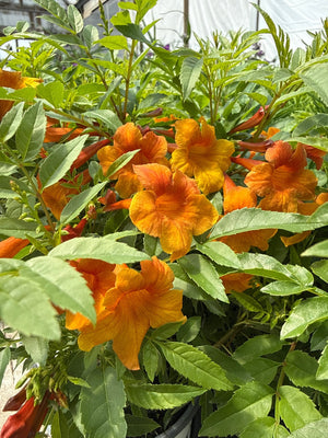 Chicklet Orange Trumpet Bush covered in vibrant orange and yellow trumpet-shaped blooms amid green serrated leaves in a greenhouse.