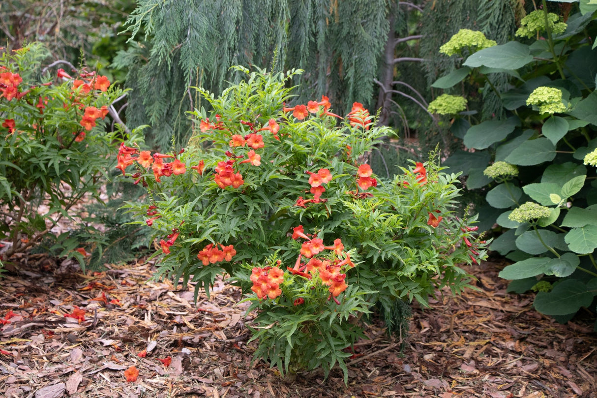 Chicklet Red Trumpet Bush shrub, front view