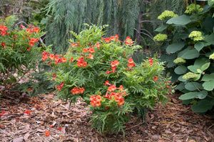 Chicklet Red Trumpet Bush shrub, front view