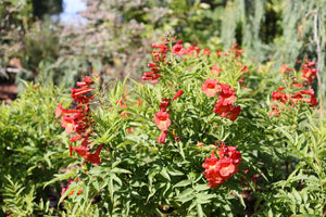 Chicklet Red Trumpet Bush shrub, side view