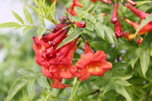 Chicklet Red Trumpet Bush shrub, detail view