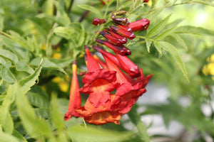 Chicklet Red Trumpet Bush shrub, lifestyle view