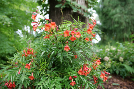 Chicklet Red Trumpet Bush shrub, close-up