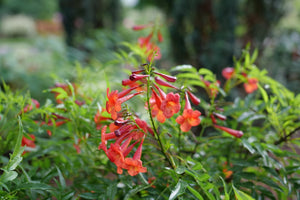 Chicklet Red Trumpet Bush shrub, garden view