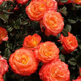 Chihuly&reg; Floribunda Rose - Nature Hills Nursery - #3 Container - 