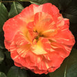 Chihuly&reg; Floribunda Rose - Nature Hills Nursery - #3 Container - 
