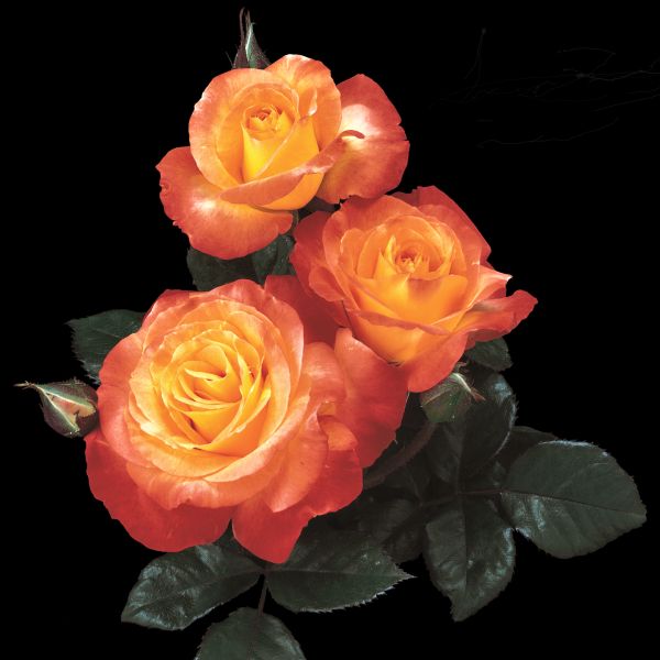 Chihuly&reg; Floribunda Rose - Nature Hills Nursery - #3 Container - 