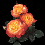 Chihuly&reg; Floribunda Rose - Nature Hills Nursery - #3 Container - 