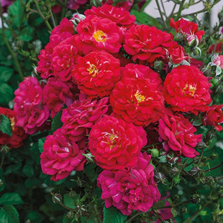 Children's Hope&trade; Shrub Rose - Nature Hills Nursery - #2 Container - 