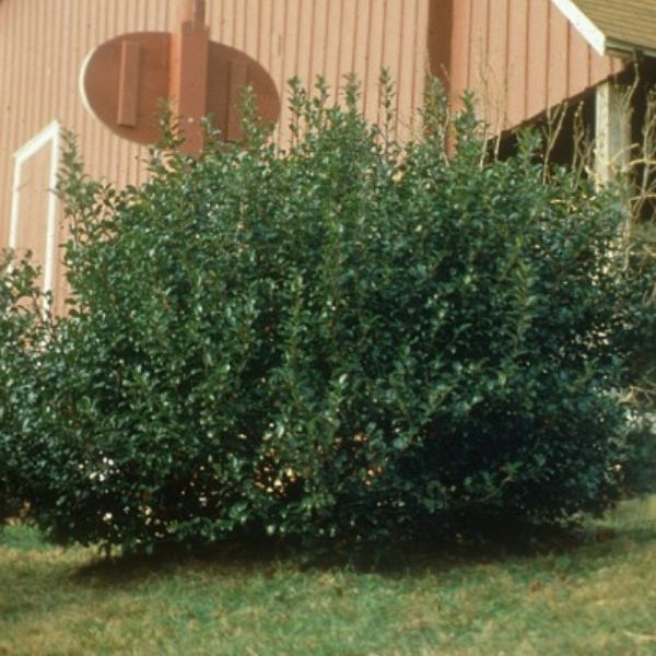 Evergreen foliage of China Boy Meets China Girl Holly Combo (Ilex x meserveae 'Mesdob' and 'Mesog') in a garden setting.