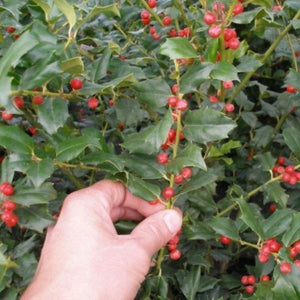 China Boy Meets China Girl Holly Combo (Ilex x meserveae 'Mesdob' and 'Mesog'), a shrub featuring white flowers and evergreen.