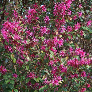Chinese Fringe Flower - Nature Hills Nursery - #5 Container - 
