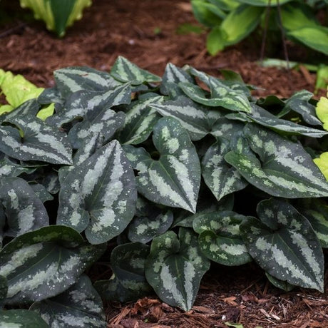 Perennial foliage of Chinese Wild Ginger (Asarum splendens) in a garden setting.
