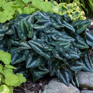 Chinese Wild Ginger (Asarum splendens), a perennial featuring purple flowers and perennial.