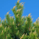 Chinese Red Pine Tree